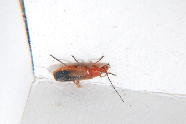 Rhagonycha fulva